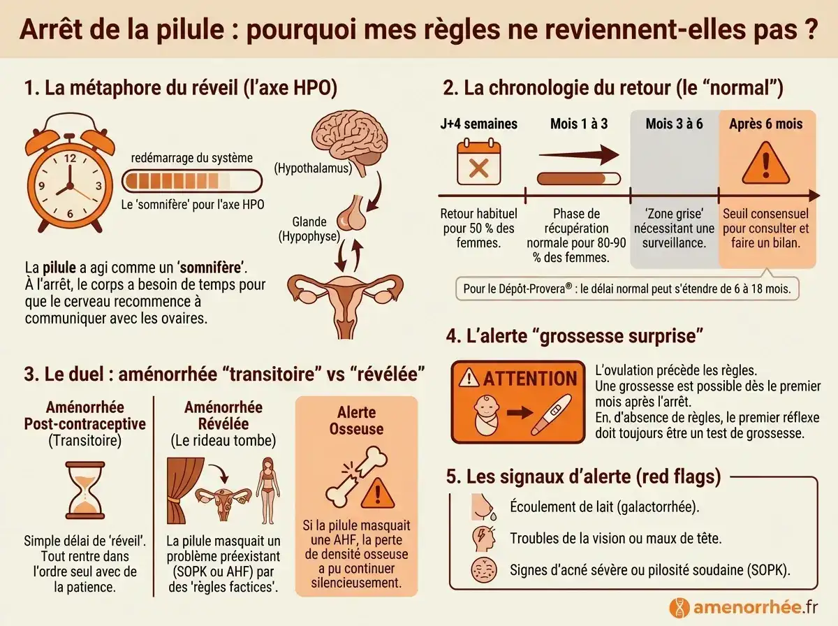 Retour des règles après arrêt pilule : délais normaux, différence entre règles naturelles et saignement de privation.